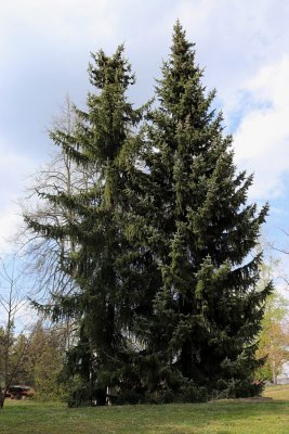 Picea omorika - smrk omorika - celek (97)